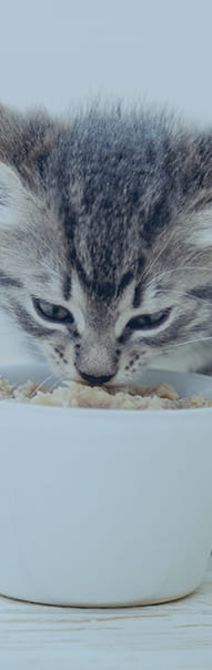 الطعام الرطب